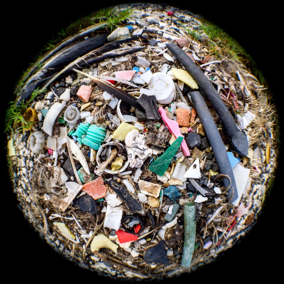 An albatross carcass bursts with plastic