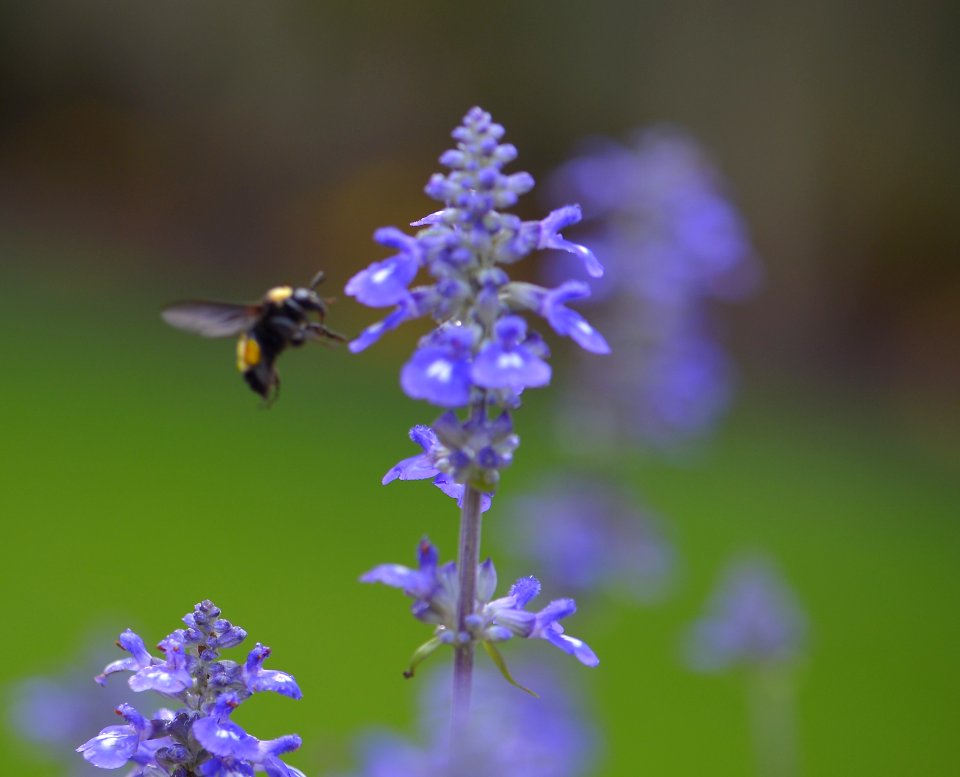 Bees out early Saturday morning