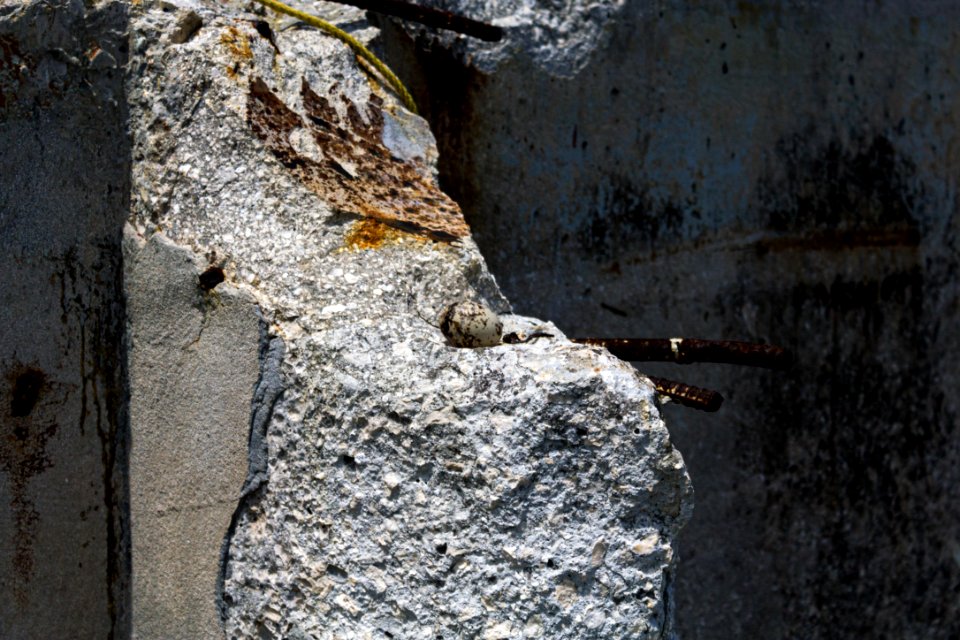 This is another white tern (Gygis alba) "nest"