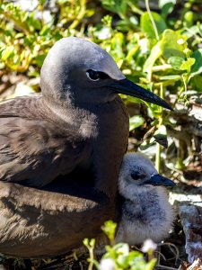 A brown noddy (Anous stolidus) and its chick