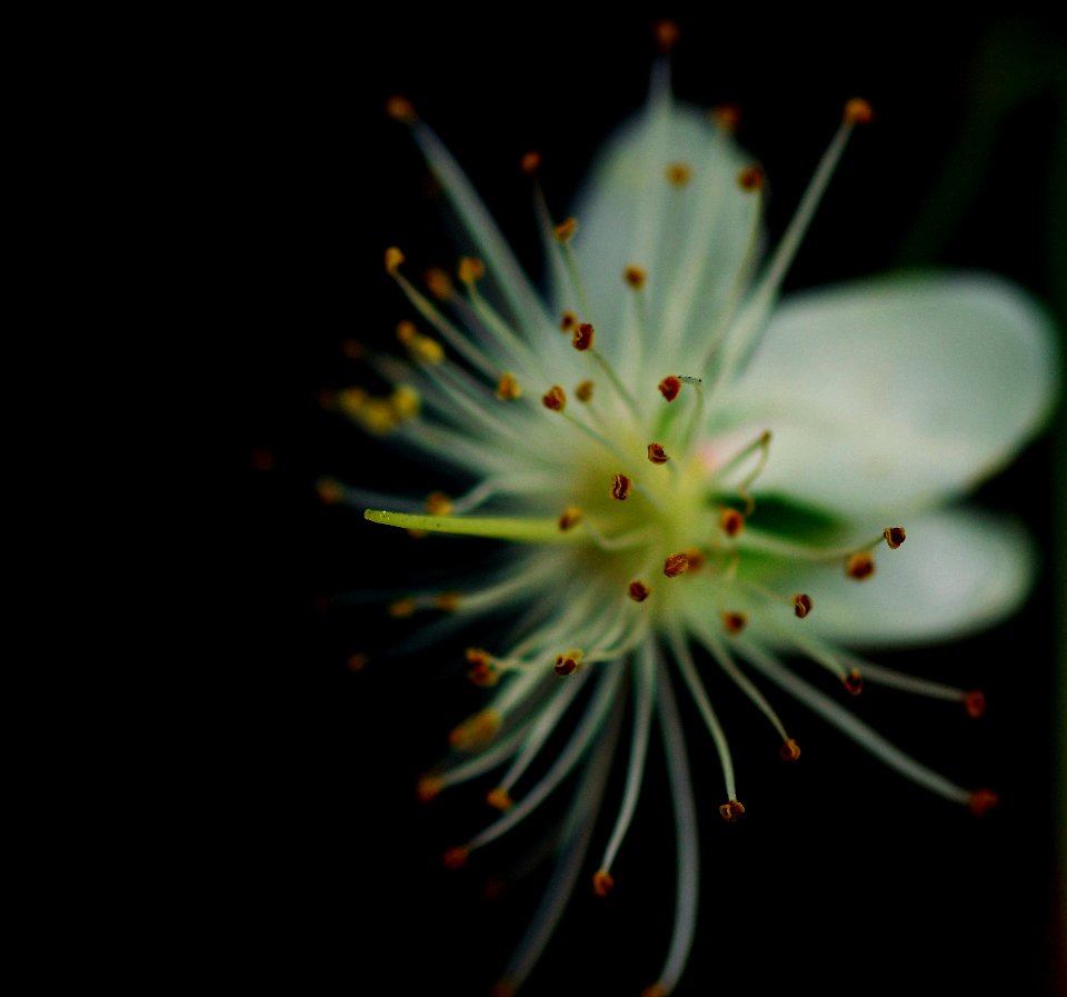 Sweet Viburnum Flower