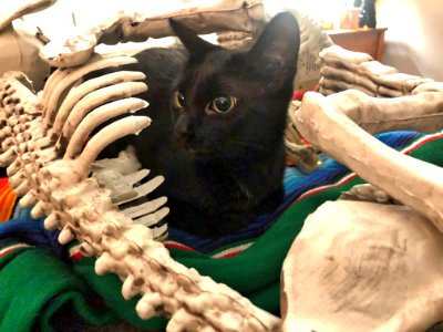 In The Bones