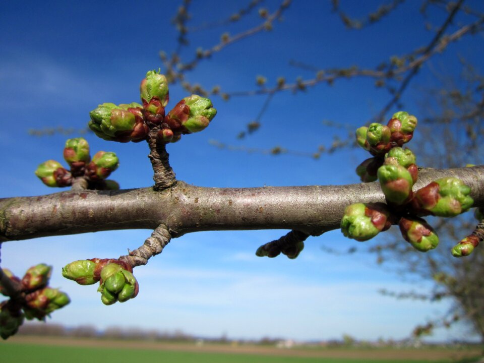 Cerasus spring nature