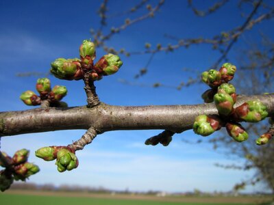Cerasus spring nature