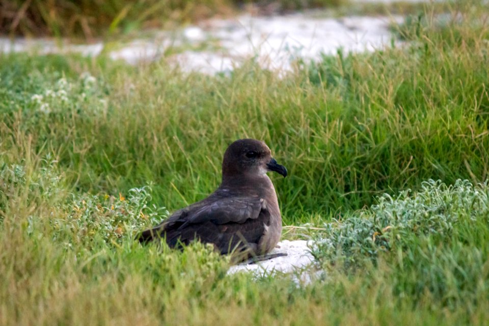 The first Murphy's petrel (Pterodroma ultima) ever recorded on Midway Atoll—which I spotted!