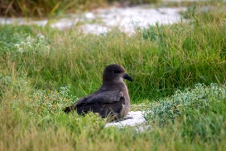 The first Murphy's petrel (Pterodroma ultima) ever recorded on Midway Atoll—which I spotted! photo