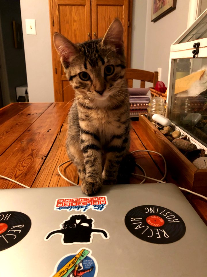 Ollie Has a Few Words to Say About the MacOS Operating System...