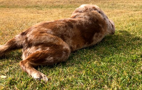 Dog in Grass photo