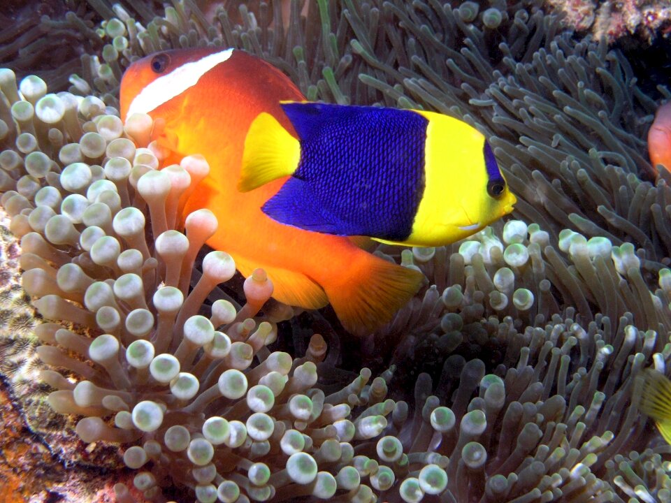 Marine tropical ocean