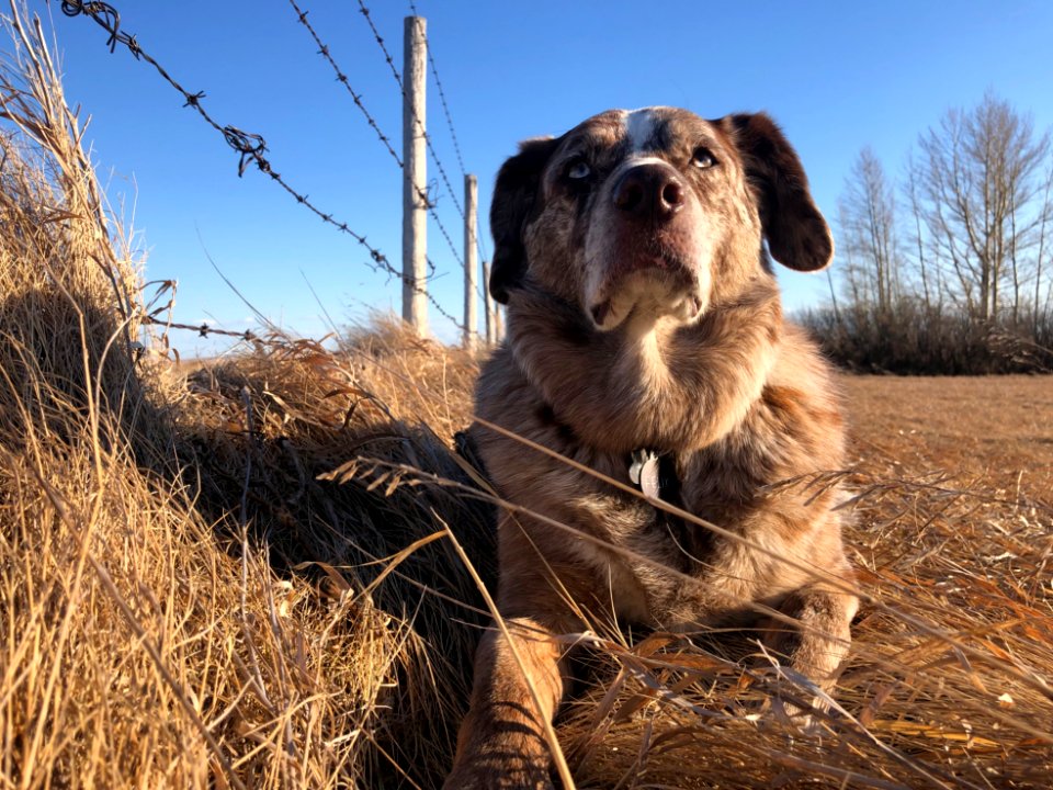 King of the Prairie