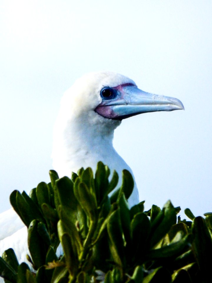 An adult red-footed booby (Sula sula) sits in a beach naupaka (Scaevola taccada) bush