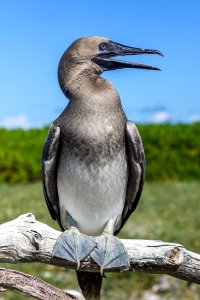 Portrait of a juvenile red-footed booby (Sula sula)