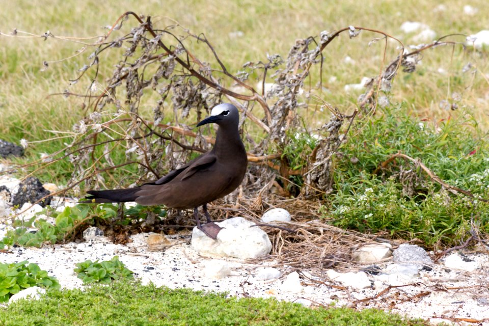 A brown noddy (Anous stolidus) guards its egg