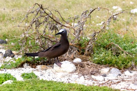 A brown noddy (Anous stolidus) guards its egg