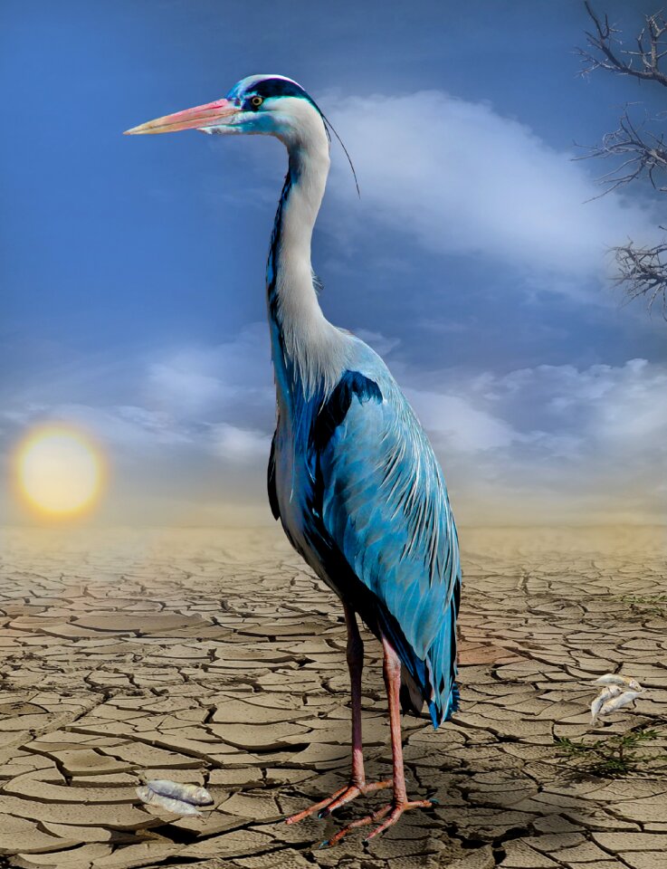Hunger dehydrated heat