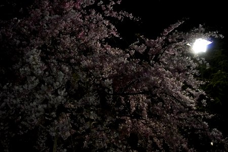 Cherry blossoms at night (Yozakura, 夜桜)
