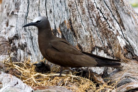 A brown noddy (Anous stolidus) and its chick