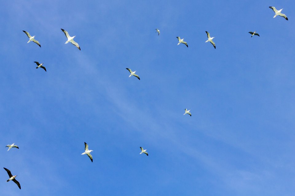 A cloud of adult and juvenile red-footed boobies (Sula sula) gliding over Eastern Island