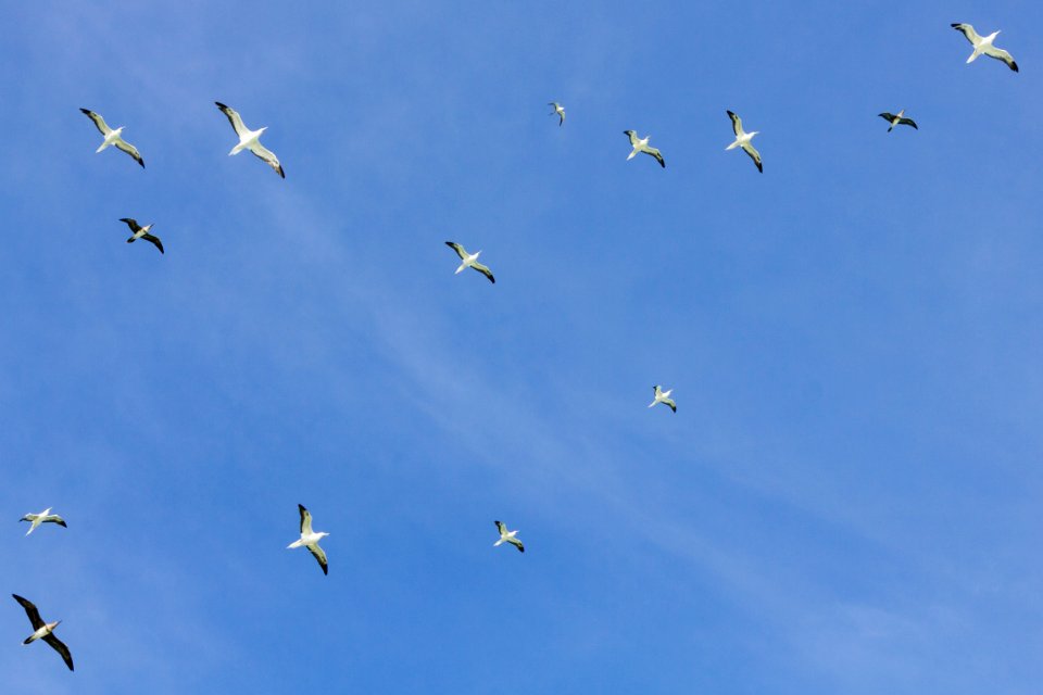 A cloud of adult and juvenile red-footed boobies (Sula sula) gliding over Eastern Island photo