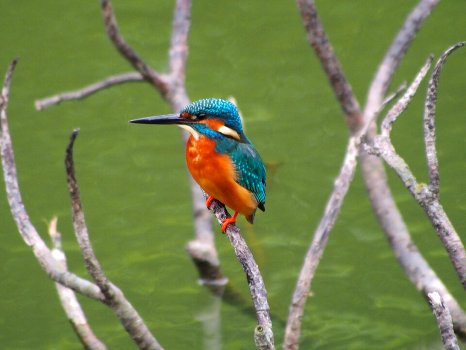 Male bird kingfisher