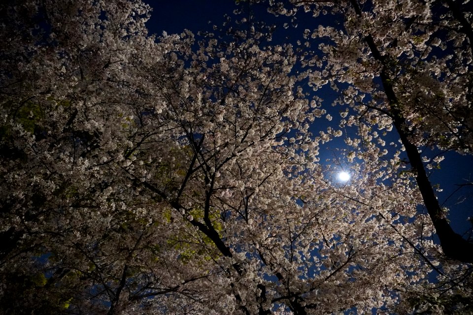 Cherry blossoms at night (Yozakura, 夜桜)