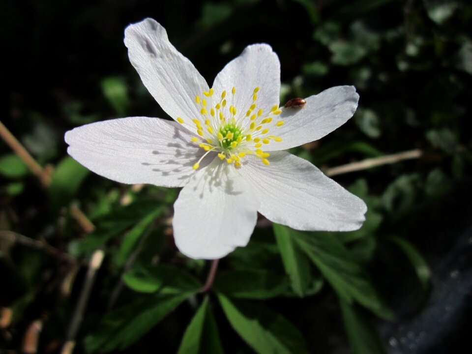 Thimbleweed smell fox flora
