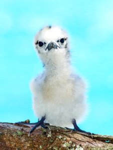 An adorable white tern (Gygis alba) chick against Midway's blue shoals