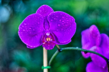 Phalaenopsis orchid under oak tree in my backyard.