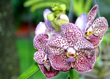 Vanda orchid blooming now.