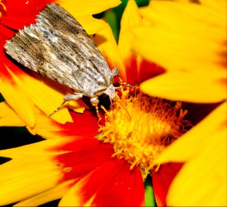 Moth on flower. photo