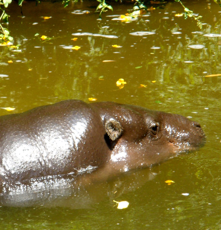 Hippopotamus