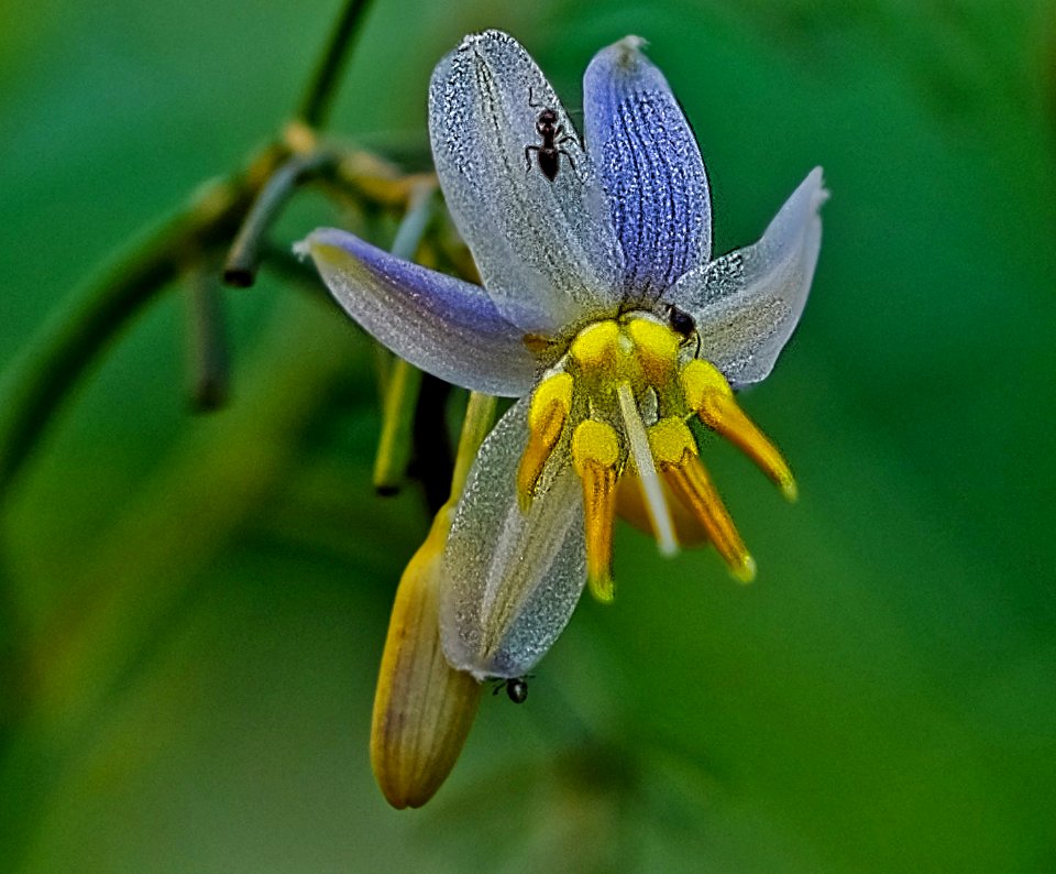 Purple flower with ants.