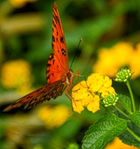 MONARCH.