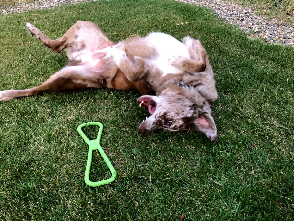 2020/365/222 I Don't Care About Your Silly Chew Toy
