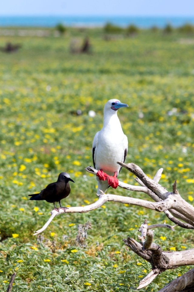 An adult red-footed booby (Sula sula) and a brown noddy (Anous stolidus) share a dead branch on Eastern Island photo