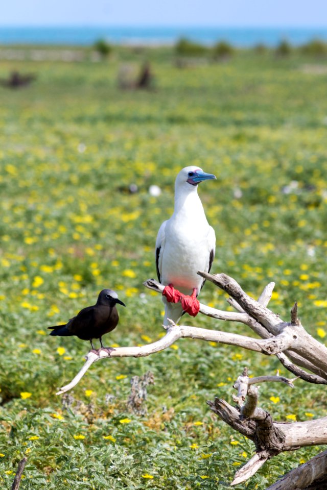 An adult red-footed booby (Sula sula) and a brown noddy (Anous stolidus) share a dead branch on Eastern Island