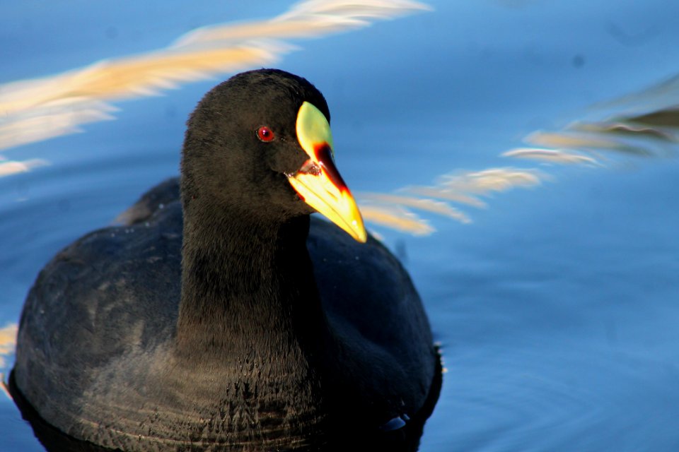 Tagua común (Fulica armillata)
