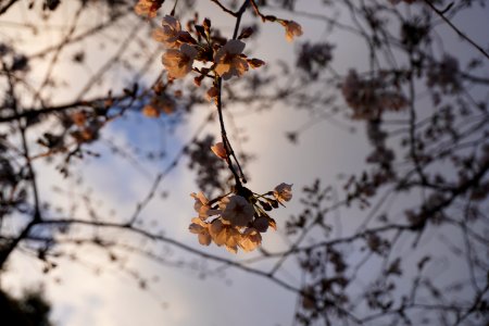 Cherry blossoms
