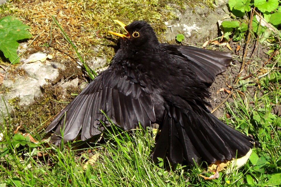 Wing nature animal
