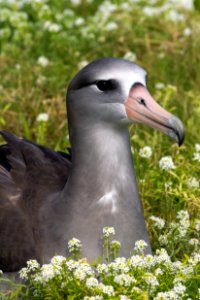 A black-footed albatross (Phoebastria nigripes) (or hybrid Laysan–black-footed, potentially) photo
