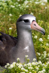 A black-footed albatross (Phoebastria nigripes) (or hybrid Laysan–black-footed, potentially)