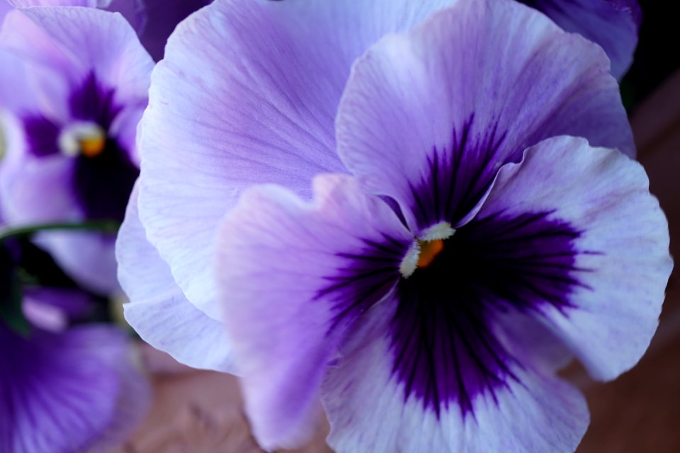 Pansy