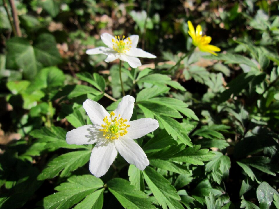 Thimbleweed smell fox flora