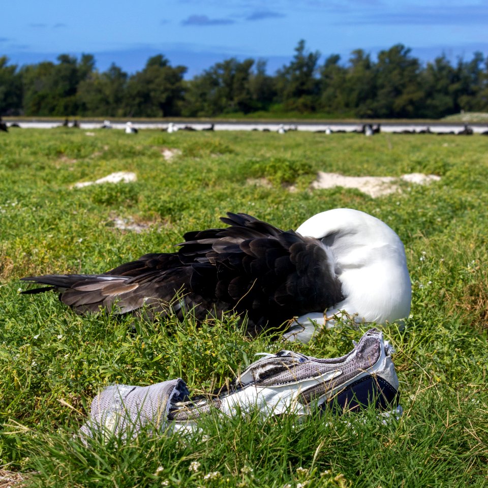 A shoe and a Laysan albatross (Phoebastria immutabilis)