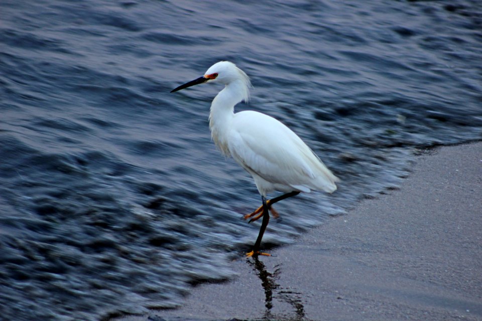 Garza chica (Egretta thula)
