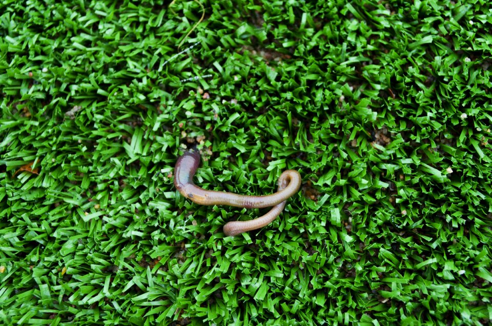 Nature artificial turf green