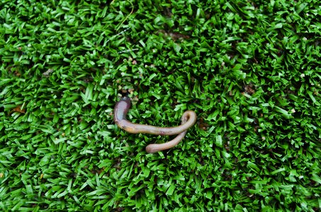 Nature artificial turf green photo