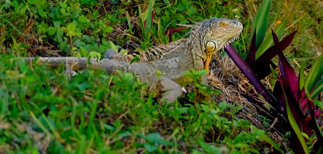 IGUANA IN MIAMI,FL.