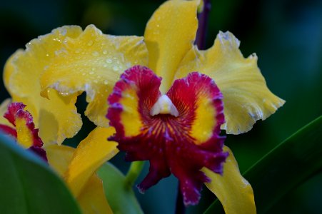 Cattelya Orchid photo
