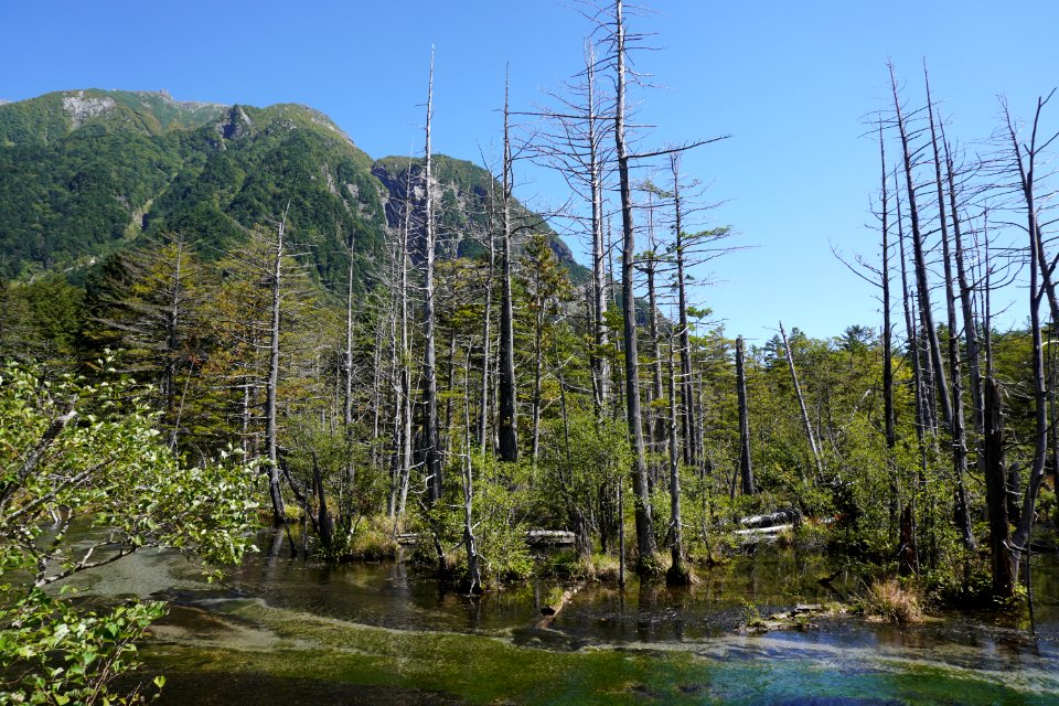 Trees and river with mountain